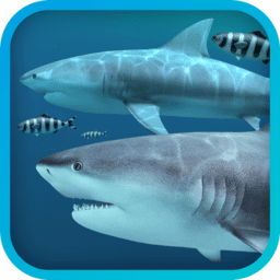 Sharks 3D